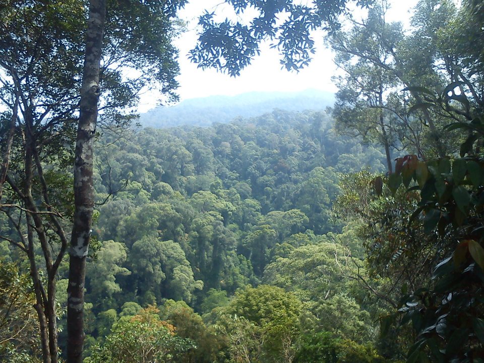 Bukit Lawang – Sumatra